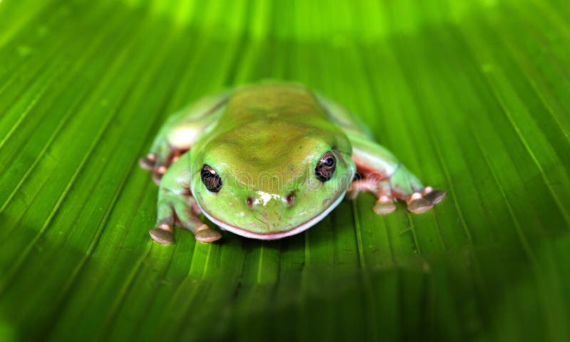 Green Tree Frog on a Large Leaf