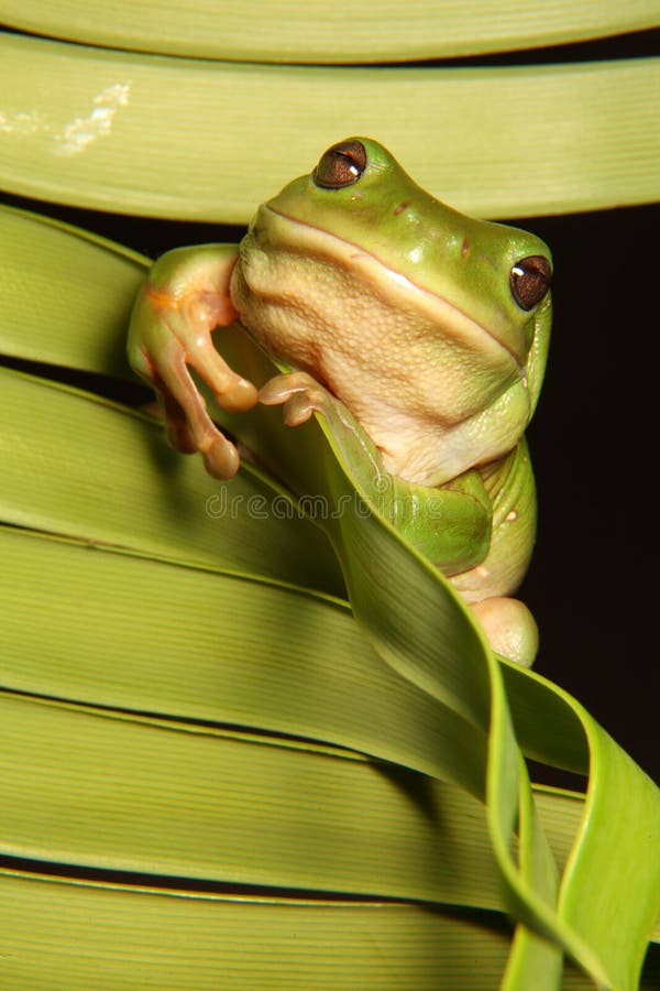 Green Tree Frog on Palm Frond