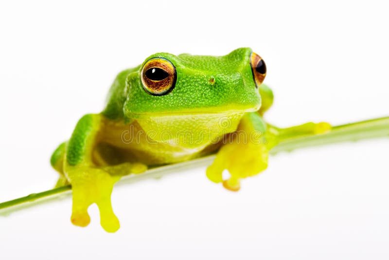 Green tree frog sitting on grass blade