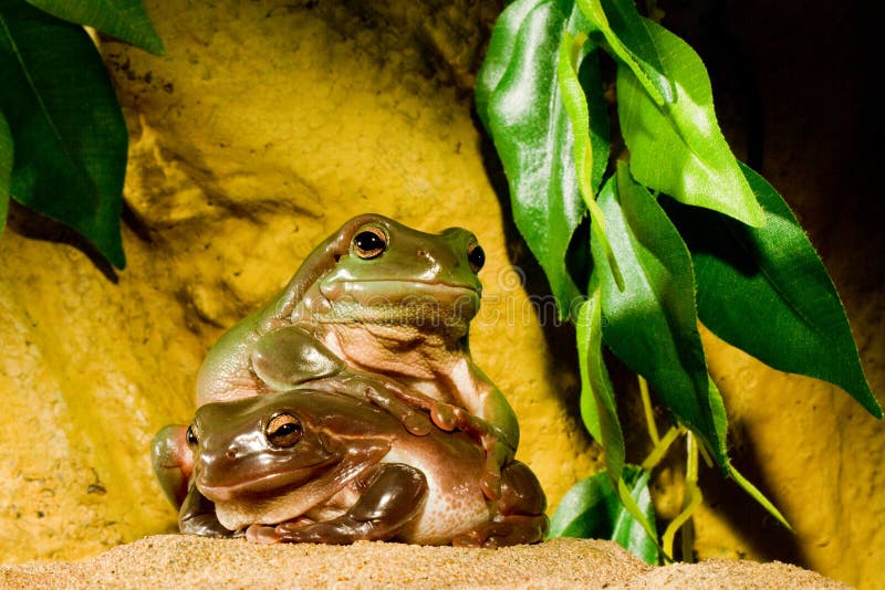 Green tree frogs