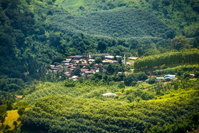 Green tree and house roof