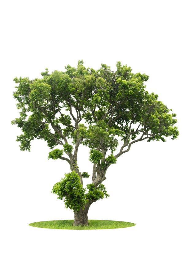 Green Tree isolated