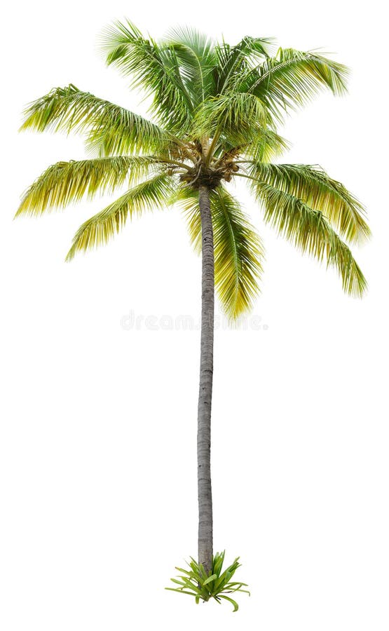 Cut out palm tree. Beach tree. Green tree isolated on white background. Coconut tree cutout. High quality image for professional composition. Also available on