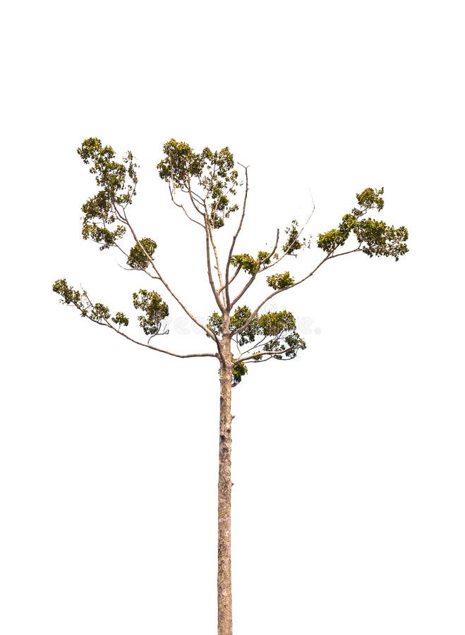 The Green Tree Isolated on White Backgroup Stock Photo Image of color