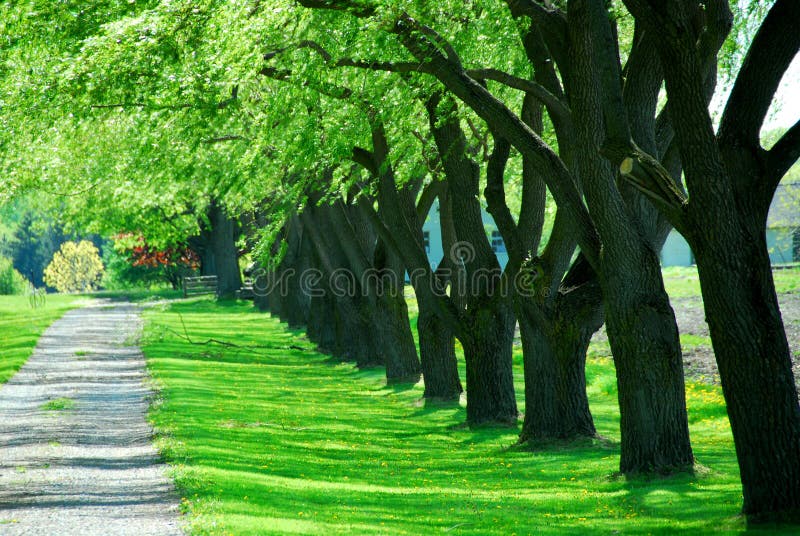 Green tree lane stock photo. Image of color, bright, leaf 984834