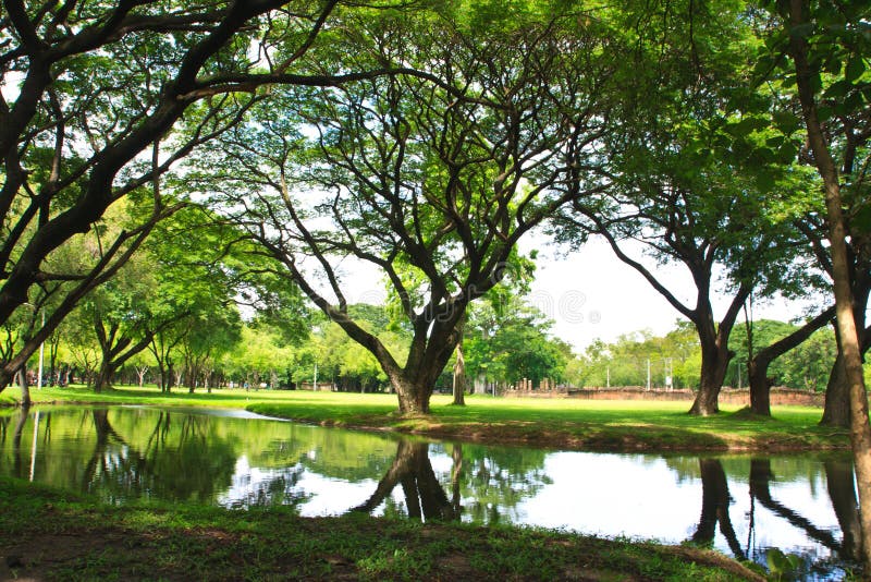 Green tree on nature park