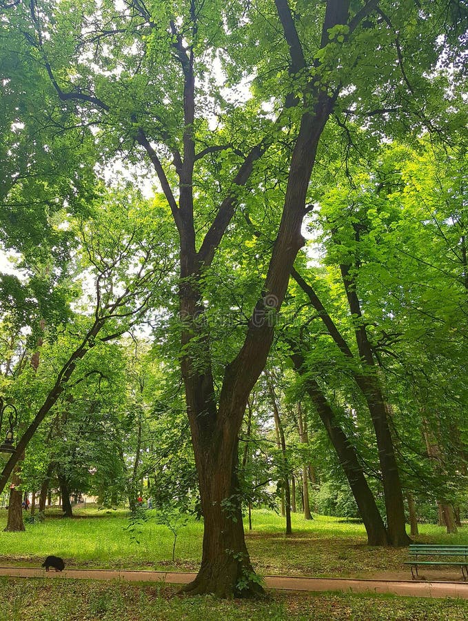 Green Tree in the Park. the Tree Has a Thick, Stable Trunk, Which is ...