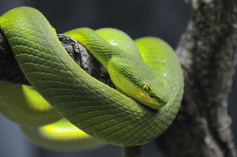 Stock photo of Green bush viper {Atheris chlorechis} captive, occurs  western Africa. Available for sale on