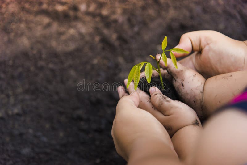 Green Tree Planting World Green Trees with money, saving money and growing hands. stock image
