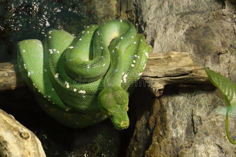 Green tree python