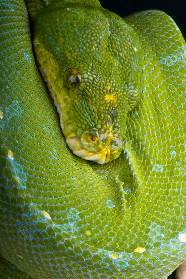 Green tree python