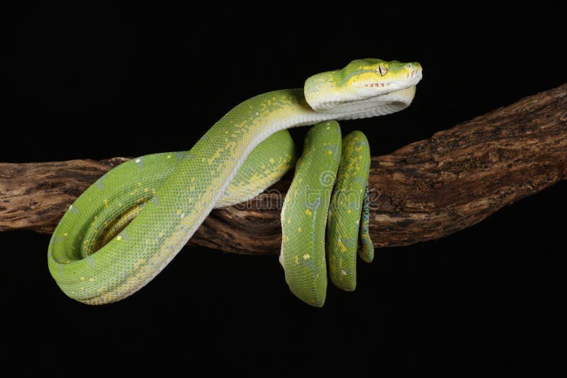 Green tree python against black background stock photography