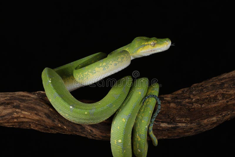Green tree python against black background royalty free stock photography
