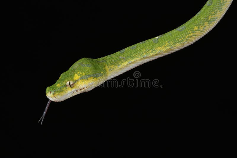 Green tree python against black background royalty free stock photo
