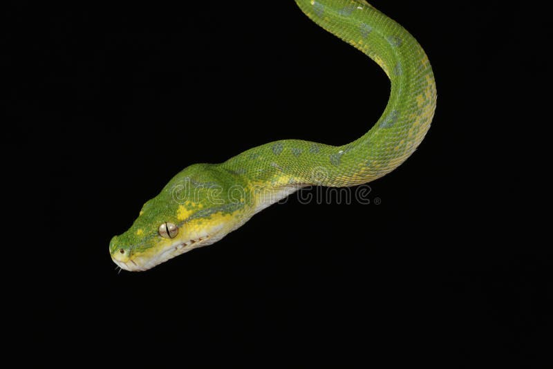 Green tree python against black background royalty free stock image