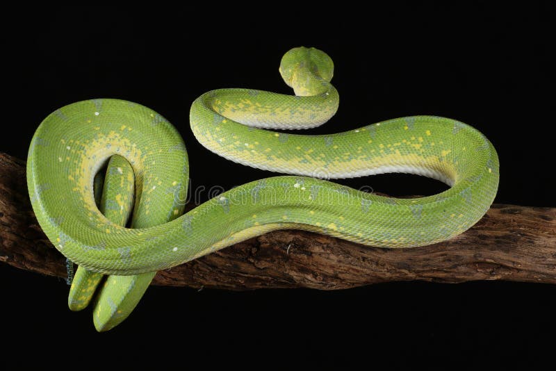 Green tree python against black background stock photography