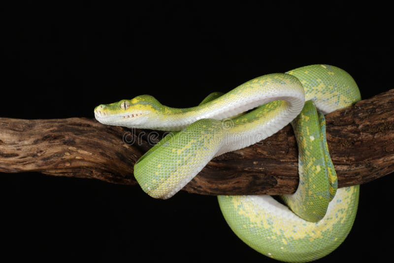 Green tree python against black background stock photos