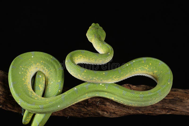 Green tree python against black background stock image