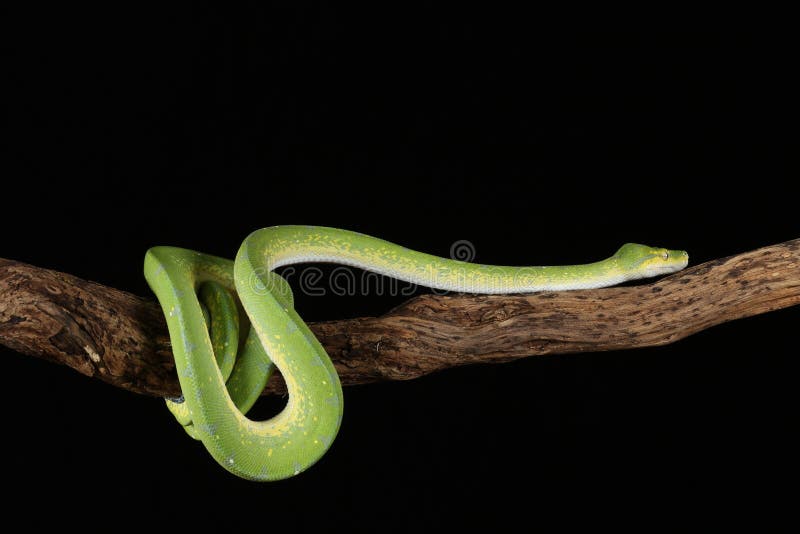 Green tree python against black background royalty free stock photos