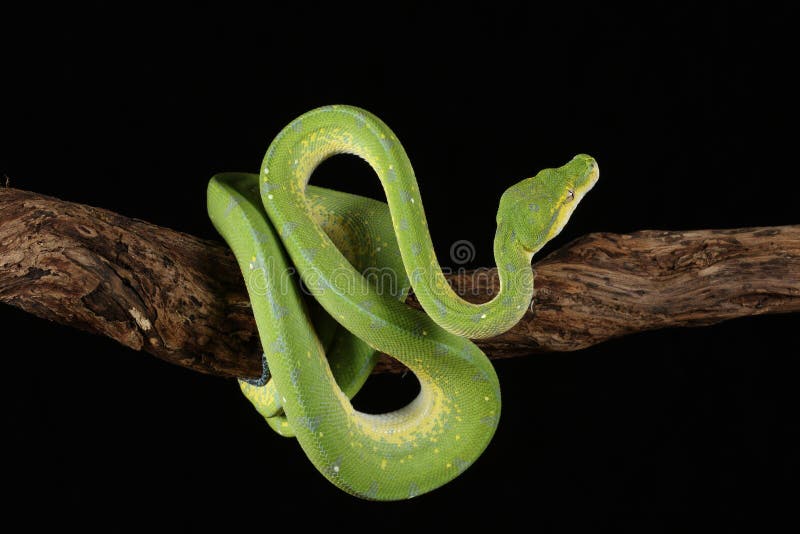 Green tree python against black background stock photos
