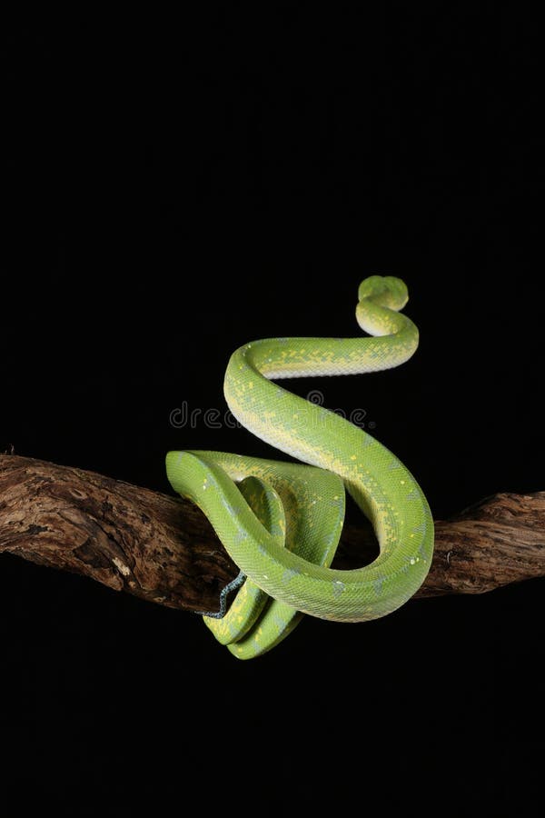 Green tree python against black background royalty free stock photography