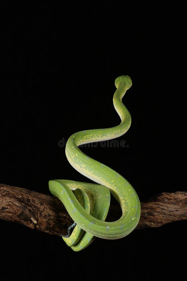 Green tree python against black background royalty free stock photography