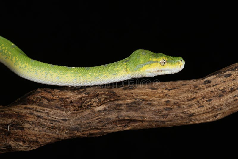 Green tree python against black background royalty free stock photo