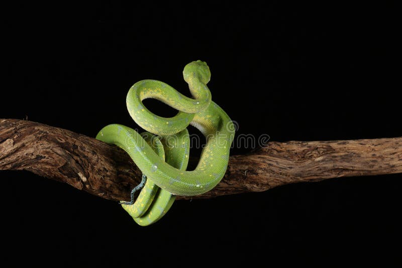 Green tree python against black background royalty free stock image