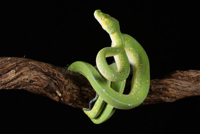 Green tree python against black background stock photo