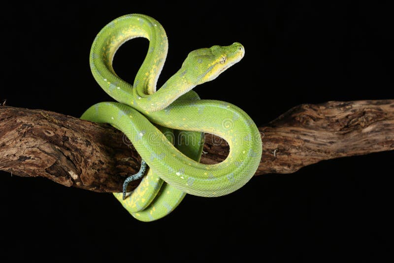 Green tree python against black background stock photo