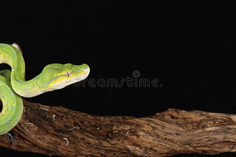 Green tree python against black background royalty free stock images