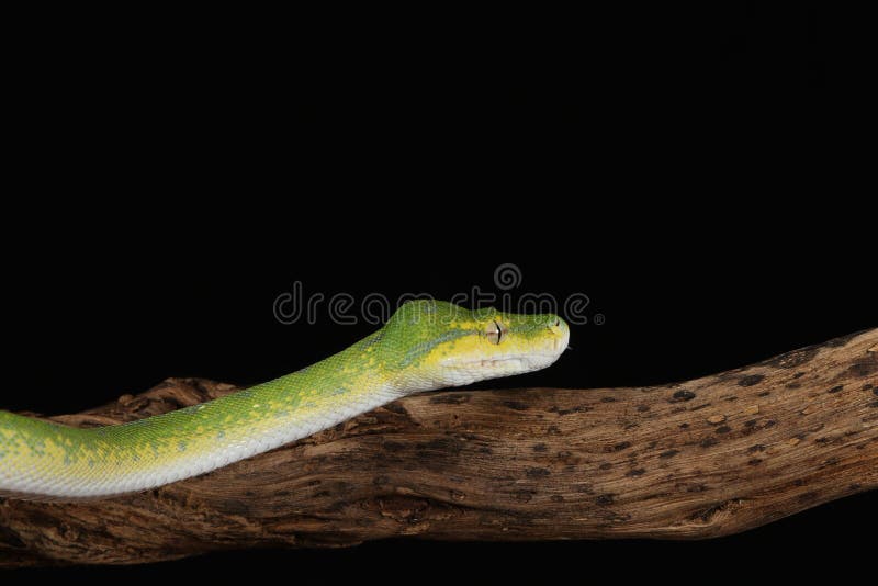 Green tree python against black background stock images
