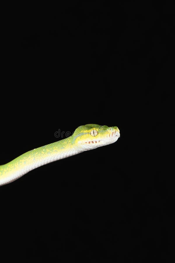 Green tree python against black background royalty free stock photography