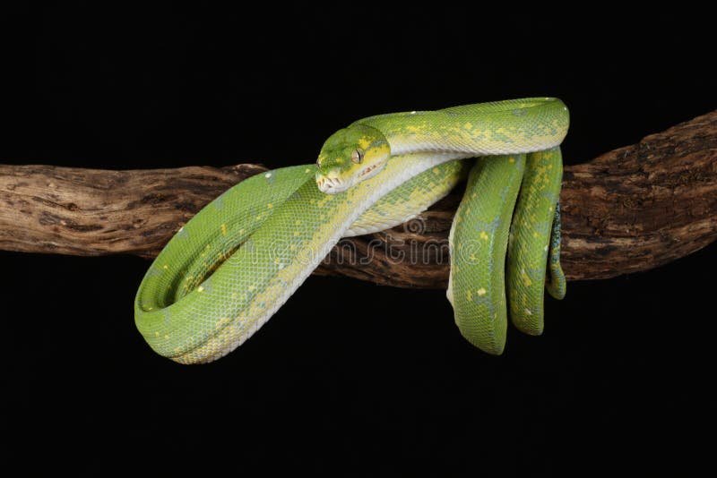 Green tree python against black background royalty free stock photos
