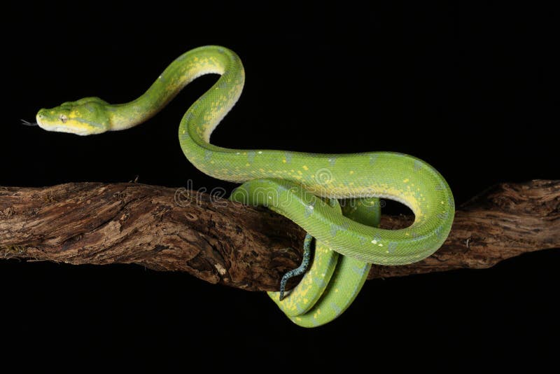 Green tree python against black background royalty free stock photos