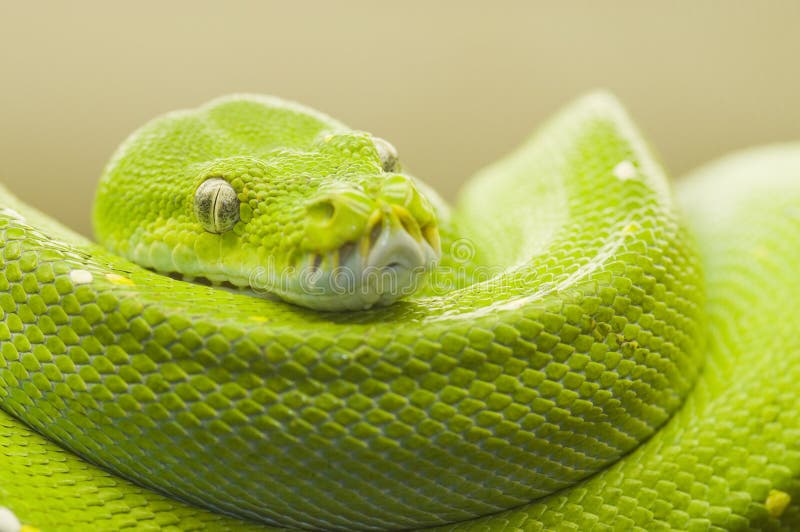 Legless Army — exotic-venom: (Atheris chlorechis) western bush