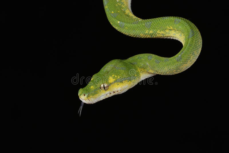 Green tree python against black background stock photos
