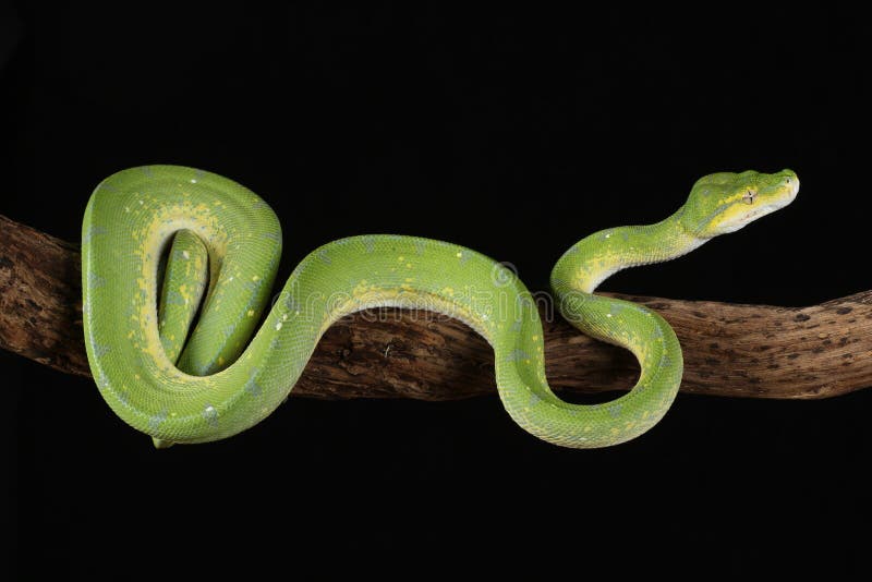 Green tree python against black background stock photos