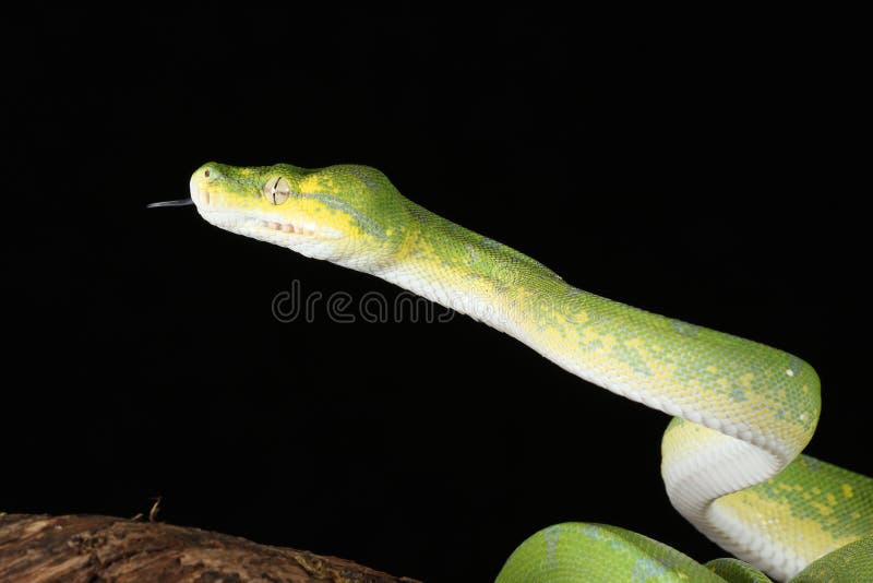 Green tree python against black background royalty free stock photography