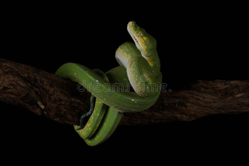 Green tree python against black background stock images