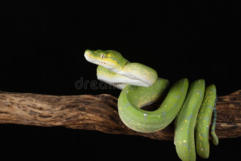 Green tree python against black background stock photography