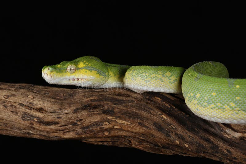 Green tree python against black background stock image