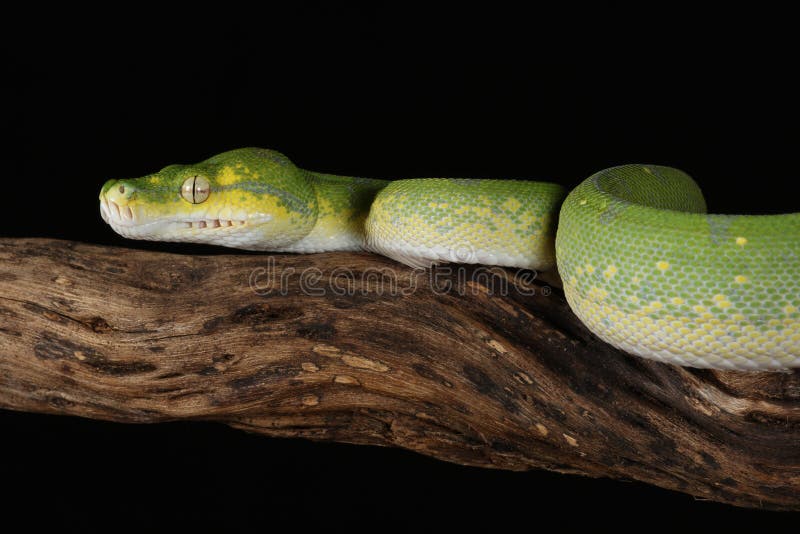 Green tree python against black background stock photo