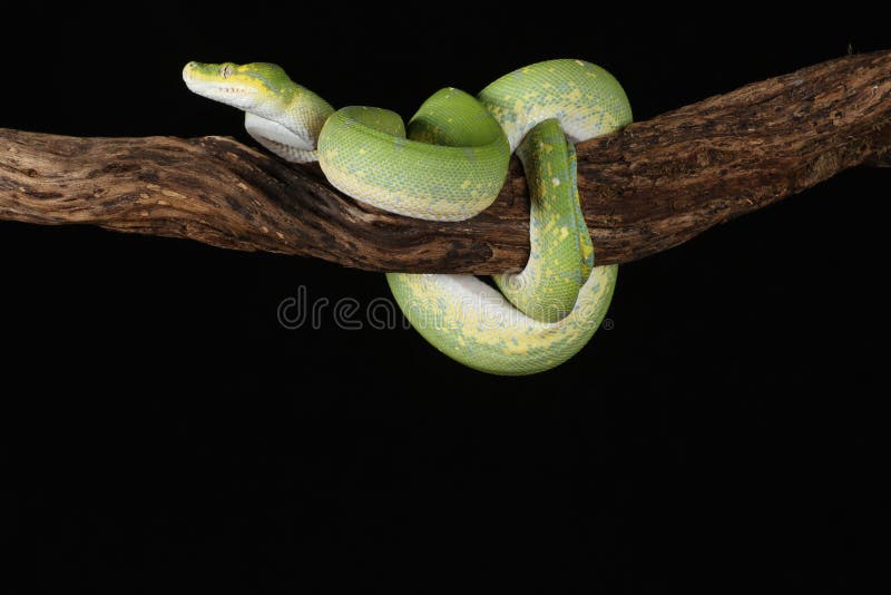Green tree python against black background. A green tree python climbing on a branch, set against a black background