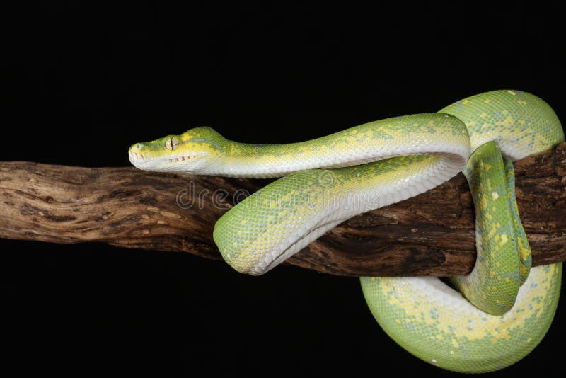 Green tree python against black background stock photos
