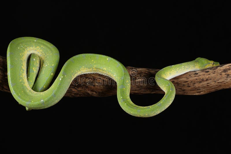 Green tree python against black background. A green tree python climbing on a branch, set against a black background