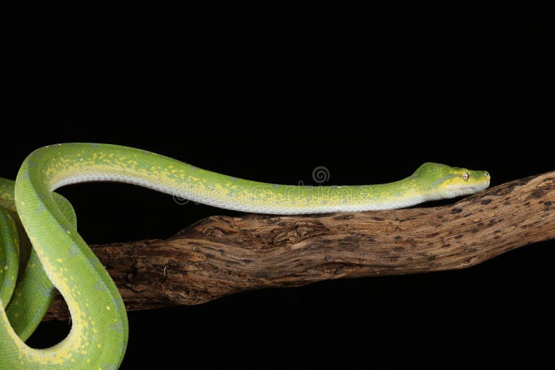 Green tree python against black background stock photos