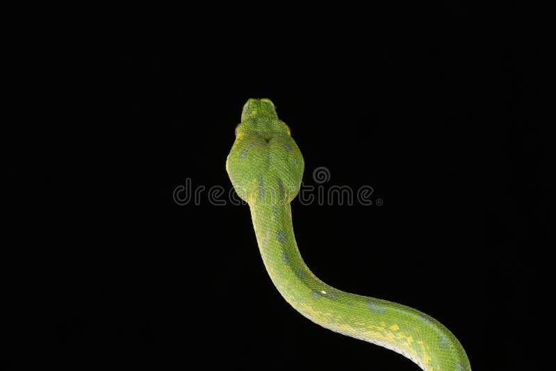 Green tree python against black background stock photos