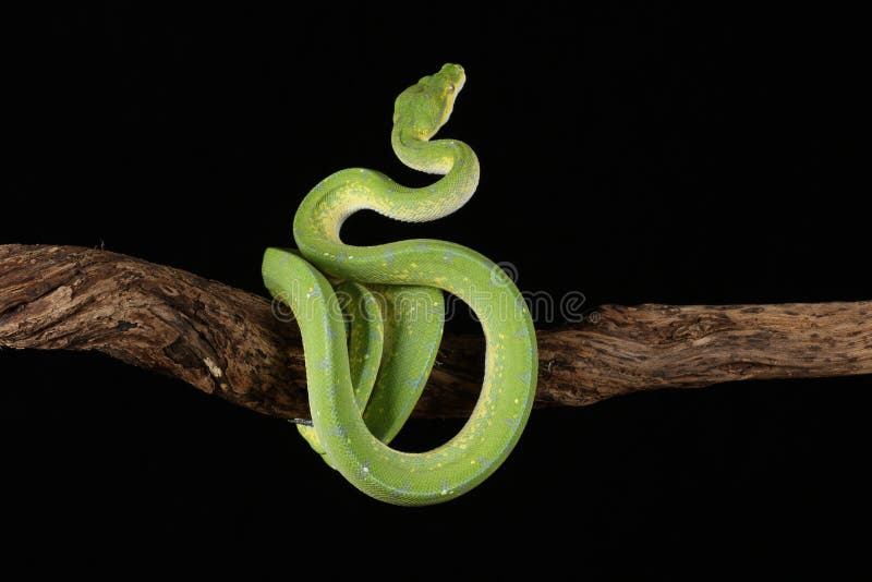 Green tree python against black background royalty free stock photos