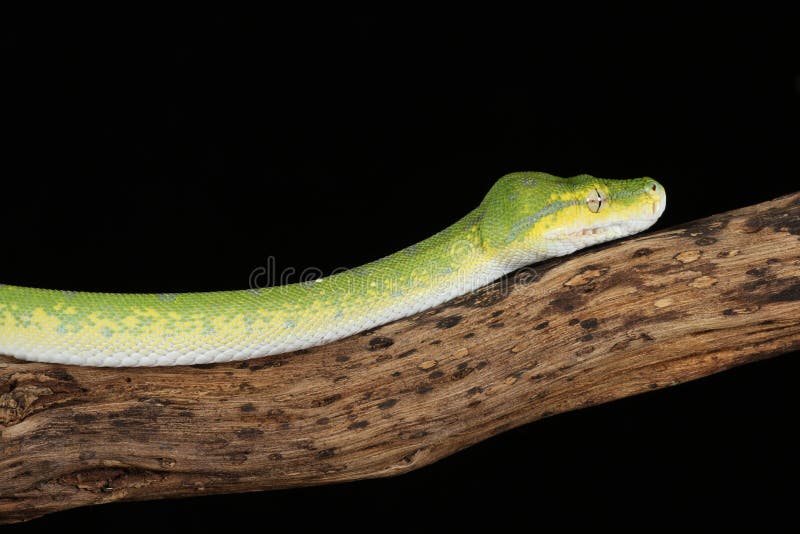 Green tree python against black background royalty free stock photography